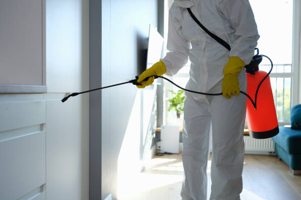 Best Local Mold Removal Service  in Summit, IL
