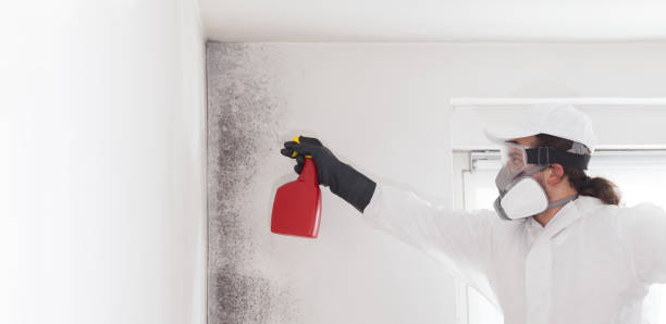 Best Black Mold Removal  in Summit, IL