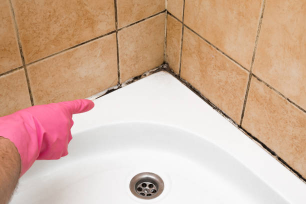 Best Emergency Mold Removal  in Summit, IL