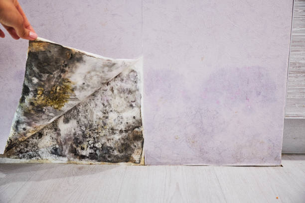 Certified Mold Removal in Summit, IL